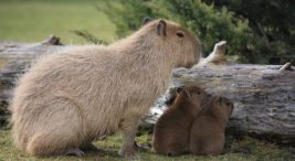 eskisehir-hayvanat-bahcesi-|-fixbilet-blog