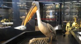 trakya-universitesi-doga-tarihi-muzesi’ne-yogun-ilgi