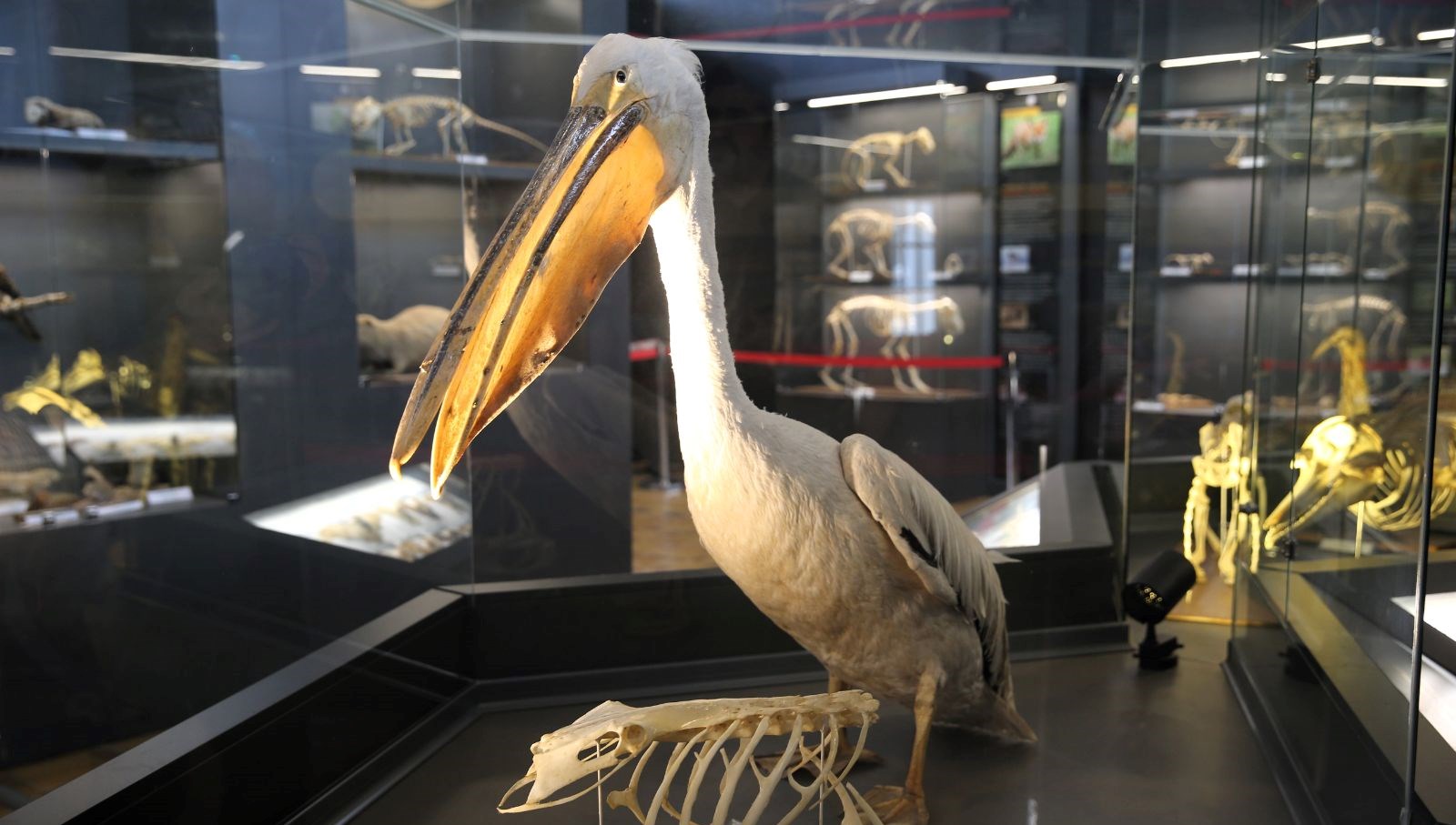 trakya-universitesi-doga-tarihi-muzesi’ne-yogun-ilgi