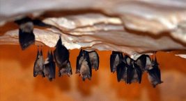 binlerce-yarasayi-barindiriyor:-dupnisa-magarasi’na-yogun-ilgi