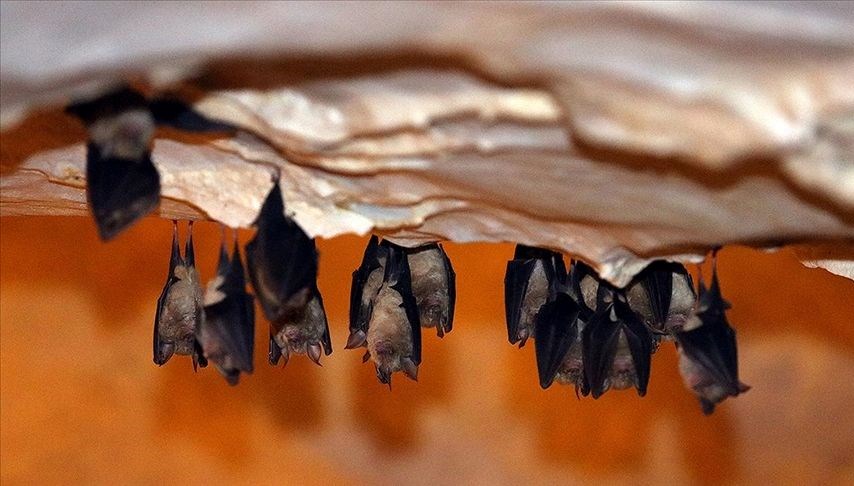 binlerce-yarasayi-barindiriyor:-dupnisa-magarasi’na-yogun-ilgi