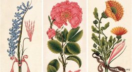 bilimsel-bitki-ressamligi-tarihi-ve-onemi