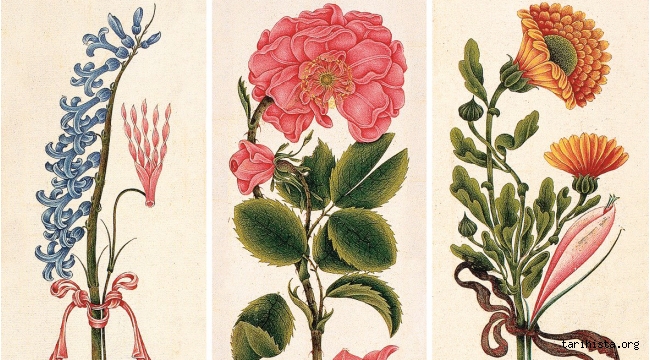 bilimsel-bitki-ressamligi-tarihi-ve-onemi