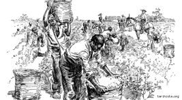 kahve-ve-somurgeciligin-kisa-tarihi