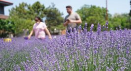 tekirdag’da-mor-renkli-tarlalara-ziyaretci-akini