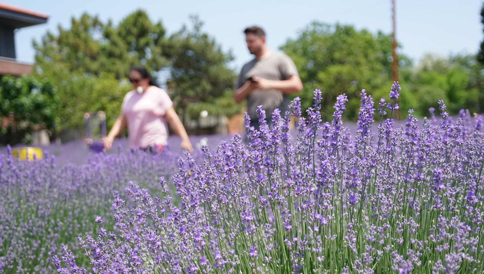 tekirdag’da-mor-renkli-tarlalara-ziyaretci-akini