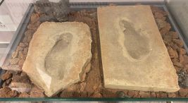 baraj-yapiminda-kesfedilen-4-bin-500-yillik-fosil-ayak-izleri,-muzede-sergileniyor