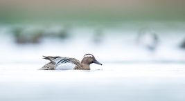 turkiye’nin-en-onemli-sulak-alanlarindan:-bircok-kus-turune-ev-sahipligi-yapiyor
