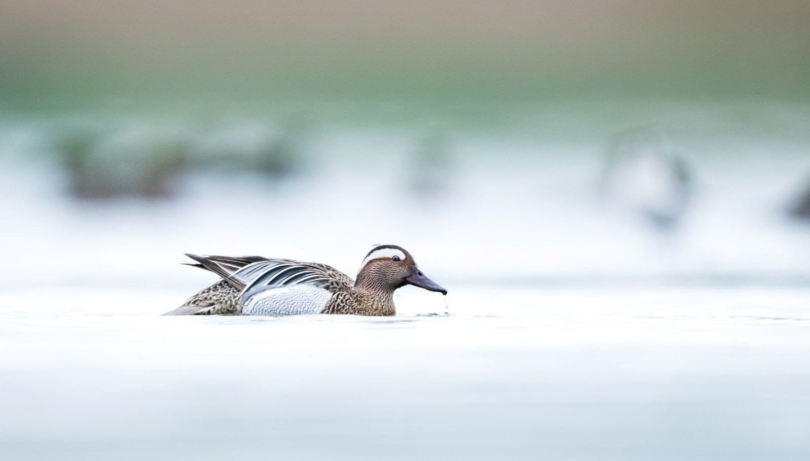 turkiye’nin-en-onemli-sulak-alanlarindan:-bircok-kus-turune-ev-sahipligi-yapiyor