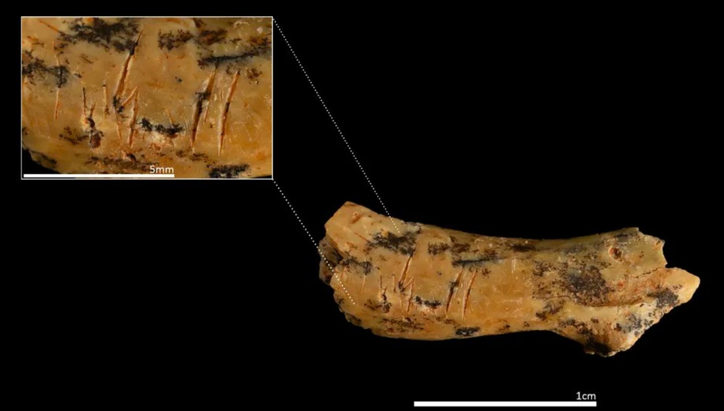 850-bin-yillik-yamyamlik,-cocuk-kemigiyle-ortaya-cikti