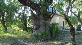 tam-800-yillik,-zamana-direniyor:-“ant-agac”-olarak-biliniyor