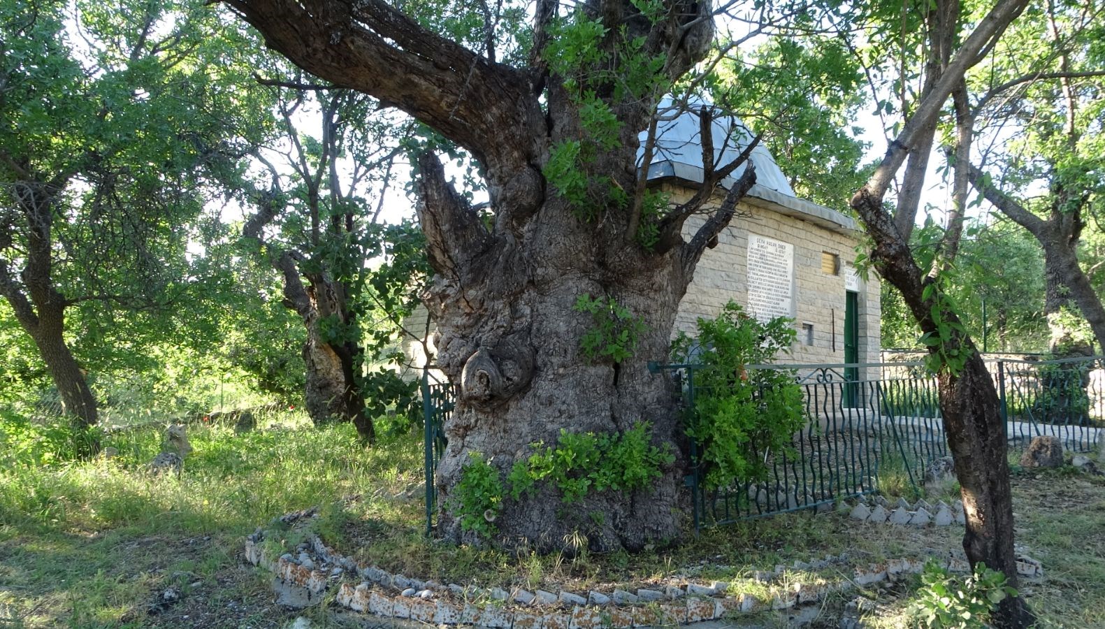 tam-800-yillik,-zamana-direniyor:-“ant-agac”-olarak-biliniyor