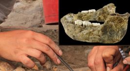 insanlarin-bilinmeyen-yeni-akrabasi:-1,4-milyon-yillik-cene-fosili