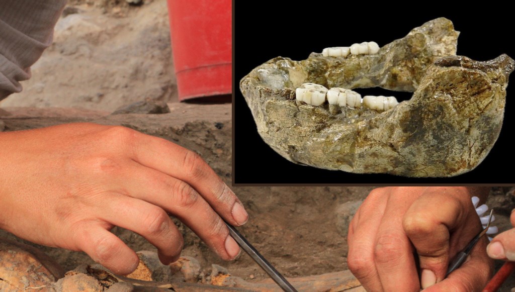 insanlarin-bilinmeyen-yeni-akrabasi:-1,4-milyon-yillik-cene-fosili