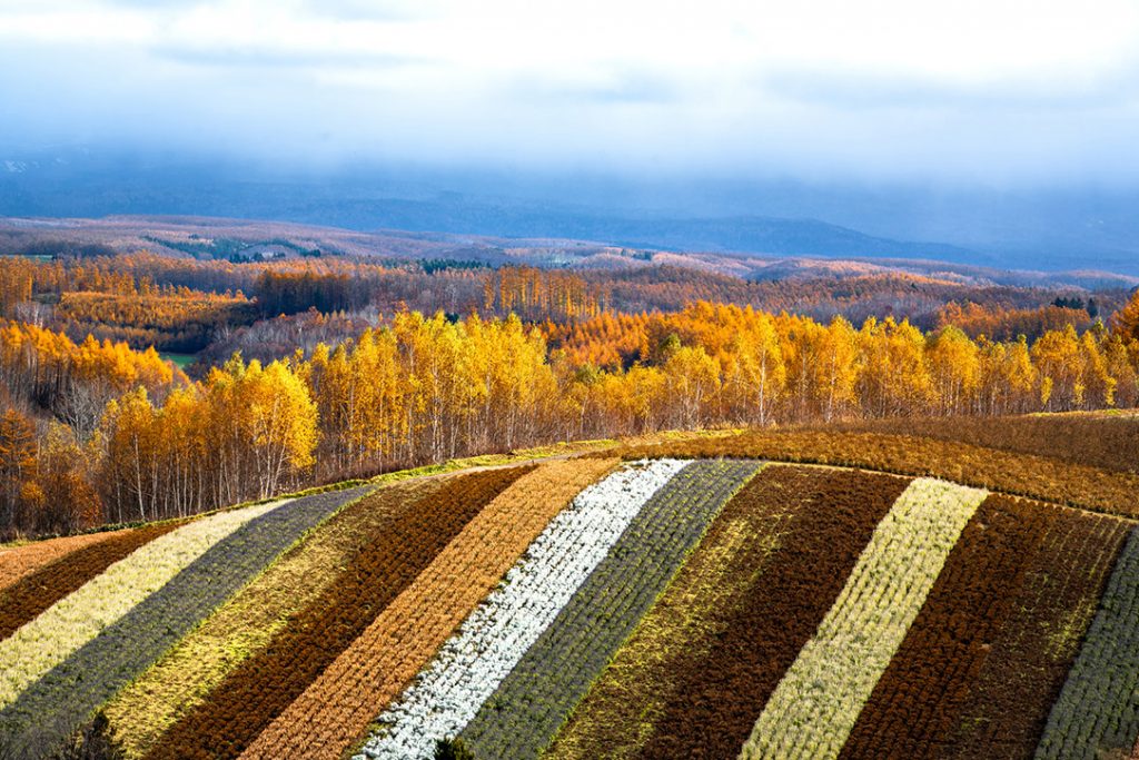Hokkaido’da sonbahar.